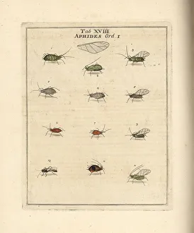 Diptera Prints: Rose, cabbage, mallow and pea aphids