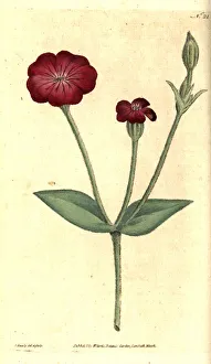 Silene Collection: Rose campion, Silene coronaria