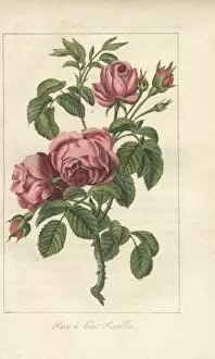 Engraved Collection: Rose a cent feuilles, Rosa centifolia
