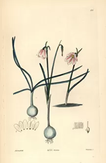 Weddell Collection: Rose-coloured acis, Acis rosea