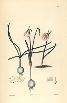 Rosea Prints: Rose-coloured acis, Acis rosea
