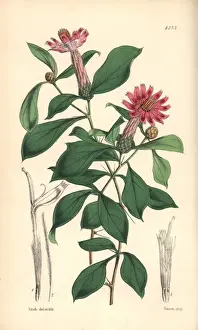 Rose-coloured barnadesia, Barnadesia rosea