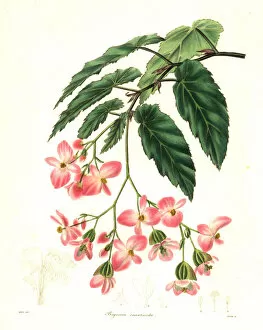 Begonia Gallery: Rose-coloured begonia, Begonia incarnata