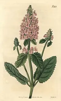 Rose-coloured betony, Betonica incana