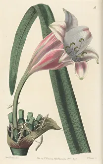 Rose-coloured changeable crinum, Crinum variabile
