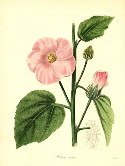 Roseus Prints: Rose-coloured flowered hibiscus, Hibiscus roseus