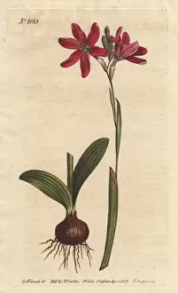 Ixia Prints: Rose-coloured ixia from South Africa, Ixia