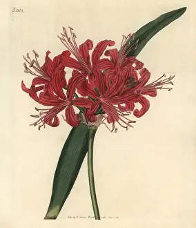 Weddell Prints: Rose-coloured nerine, Nerine rosea