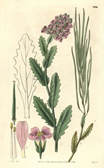 Cress Collection: Rose-coloured rock-cress, Arabis rosea