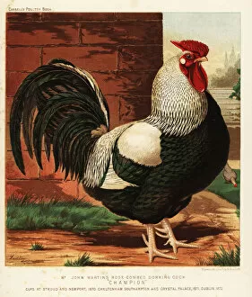 Brooks Collection: Rose-combed Dorking cock