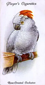 Parrots Prints: Rose-Crested Cockatoo