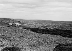 Rose Dale, Yorkshire