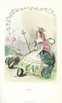 Beetles Gallery: Rose flower fairy, Rosa centifolia, with rosebud crown