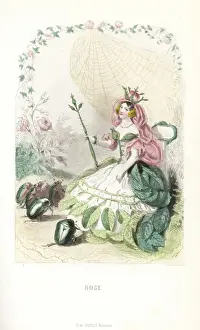 Whimsy Prints: Rose flower fairy, Rosa centifolia, with rosebud crown