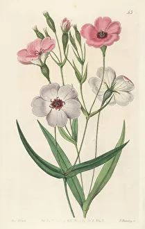 Miss Drake Prints: Rose of heaven, Eudianthe coeli-rosa