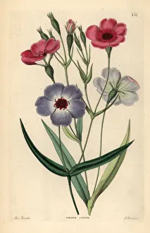 Silene Collection: Rose of heaven, Silene coeli-rosa