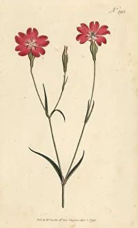 Rose of heaven, Silene coeli-rosa