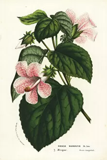 Serres Gallery: Rose mallow, Hibiscus lavaterioides