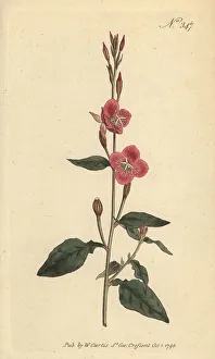 Weddell Prints: Rose of Mexico, Oenothera rosea