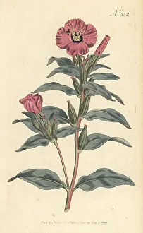 Stephen Couchman Prints: Rose of Mexico, Oenothera rosea
