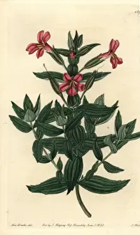 Sydenhamedwards Prints: Rose monkey-flower, Mimulus roseus