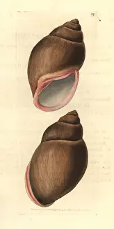 Rose-mouthed bulimus, Bulimus haemastomus