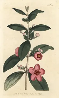 Sansom Prints: Rose myrtle, Rhodomyrtus tomentosa
