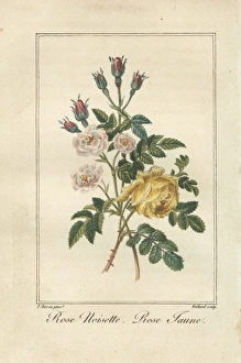 Rose noisette, Rosa noisettaeana, and yellow Rose noisette, Rosa noisettaeana, and yellow