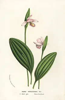 Rose pogonia orchid, Pogonia ophioglossoides