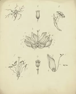 Women Artists Collection: Rose, primula, Narcissus, Fritillaria