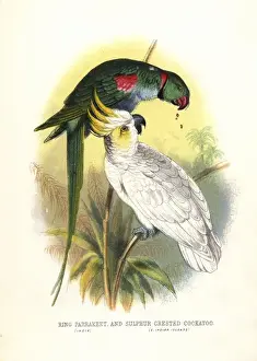 Ringed Prints: Rose-ringed parakeet, Psittacula krameri