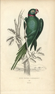 Rose-ringed parakeet, Psittacula torquatus
