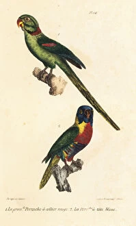 Oeuvres Collection: Rose-ringed parakeet and rainbow lorikeet