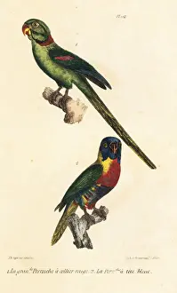 Completes Prints: Rose-ringed parakeet and rainbow lorikeet