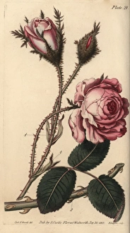 Rose, Rosa centifolia
