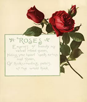 Bailey Gallery: Rose, Rosa centifolia, and calligraphic poem