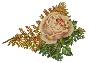 Flowers and Plants Gallery: ROSE SCRAP