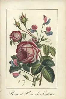 Rose and sweet pea