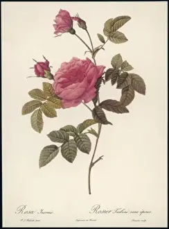 Rose Without Thorns