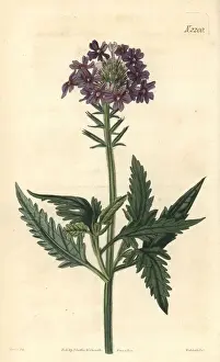 Rose vervain, Glandularia canadensis