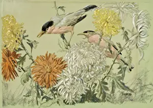 Capped Prints: Roseate Finches