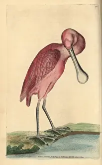 Spoonbill Prints: Roseate spoonbill, Ajaja ajaja
