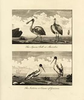 Americana Gallery: Roseate spoonbill and American wood ibis