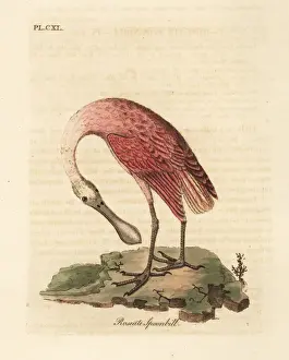 Platalea Prints: Roseate spoonbill, Platalea ajaja