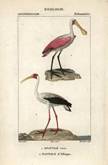 Billed Collection: Roseate spoonbill, Platalea ajaja, and yellow-billed