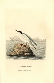 Graves Prints: Roseate tern, Sterna dougallii