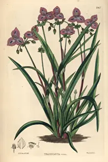 Dalton Prints: Roseling, Callisia rosea