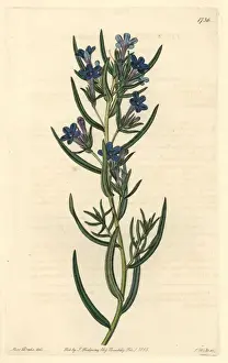 Capri Prints: Rosemary-leaved gromwell, Lithospermum rosmarinifolium
