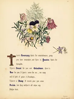 Pansies Gallery: Rosemary, Pansies, Fennel, Columbines, Rue