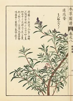Illustratedguidetomedicinalplants Prints: Rosemary, Rosmarinus officinalis
